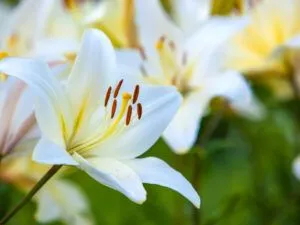 Пересадка лілій восени: терміни та корисні поради